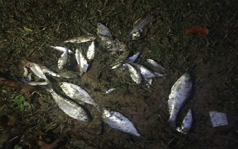 Fenomena Langka Hujan Ikan, Awalnya Dikira Prank 