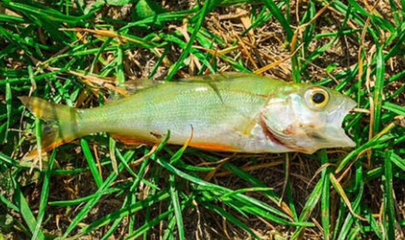 Fenomena Aneh, Ratusan Ikan Berjatuhan dari Langit
