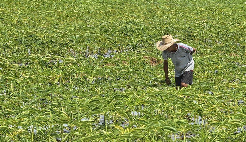 Produksi Tepung Glukomanan, PT Rezka Nayatama Bangun Pabrik Porang di Lombok Barat 