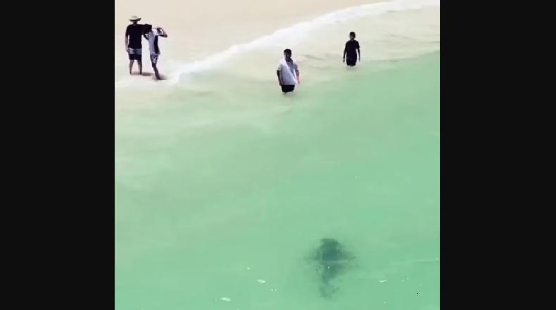 Hiu Macan Berenang di Pantai, Pengunjung Kabur Selamatkan Diri