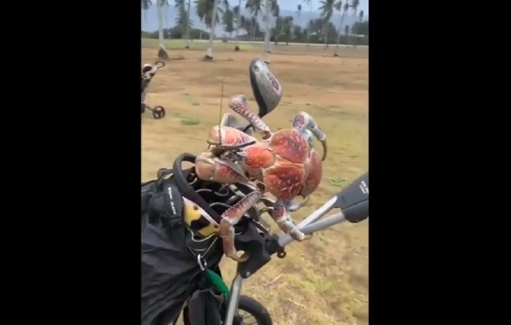 Pemain Golf Ini Kaget, Ada Kepiting Monster Bertengger di Tasnya