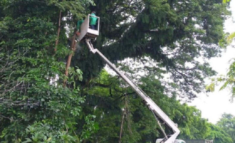 Musim Hujan, Pemkot Denpasar Pangkas Pohon Perindang di Pinggir Jalan