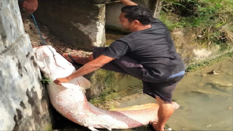 Terungkap, Temuan Ikan Raksasa saat Banjir di Lhokseumawe Ternyata asal Sungai Amazon