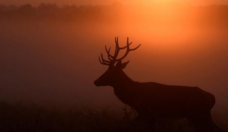 Tragis, Anggota Paspampres Tewas Diseruduk Rusa di Istana Presiden Paraguay