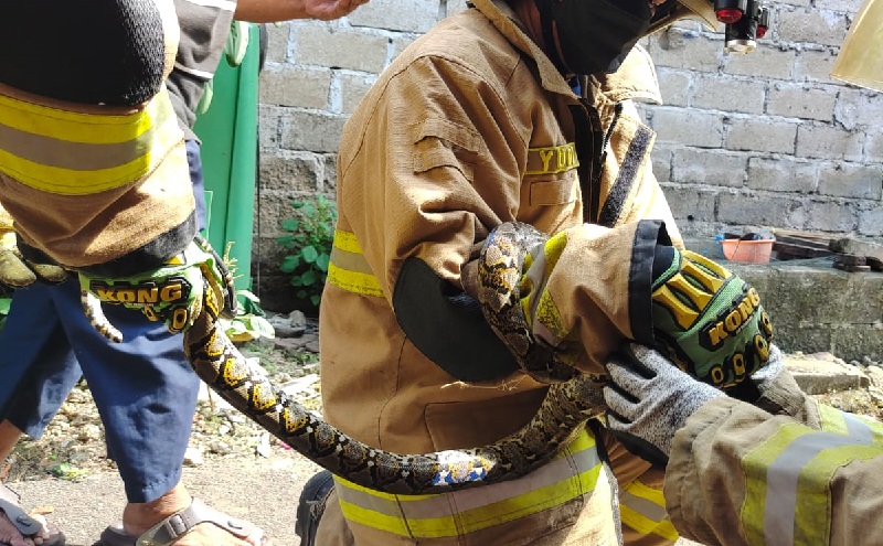 Curiga Kucingnya Gelisah, Warga Ciracas Temukan Ular Sanca 2 Meter di Kolong Kasur