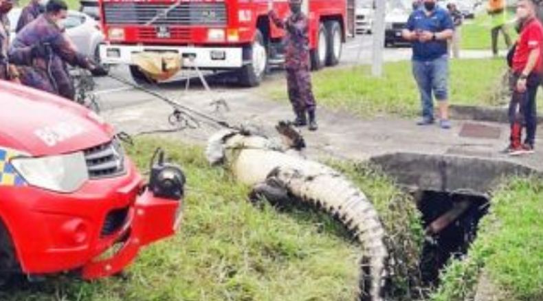 Serem, Buaya 4 Meter Nyasar Dekati Toko