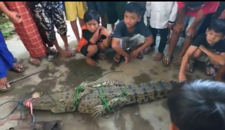 Menegangkan, Penangkapan Buaya Betina 2,5 Meter di Sungai Kuripan Pekalongan
