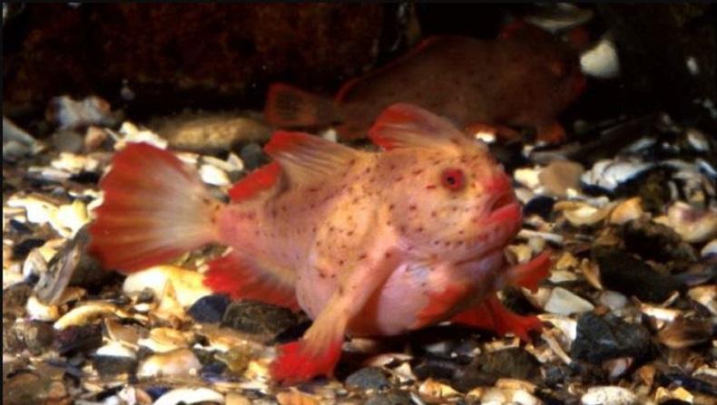 22 Tahun Menghilang, Ikan Bertangan Terekam Kamera di Dasar Laut Tasmania