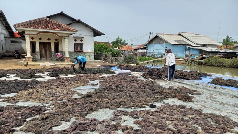 Melirik Usaha Budi Daya Rumput Laut di Karawang, Sukses di Tengah Pandemi Covid-19