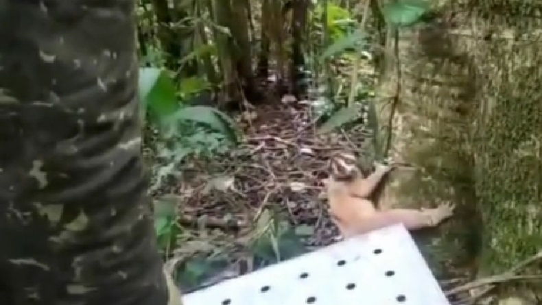 Seekor Kukang Jawa Dilepasliarkan ke Habitatnya di Taman Nasional Gunung Gede