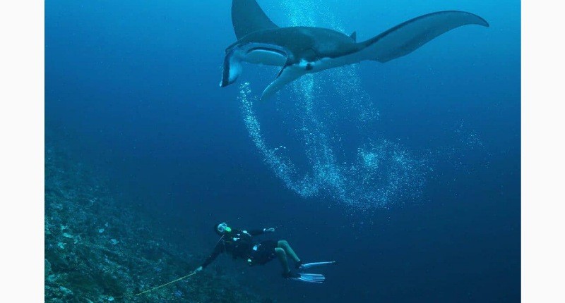 5 Destinasi Wajib Dikunjungi pada 2022, Nomor 3 Eksotis Bisa Lihat Pari Manta