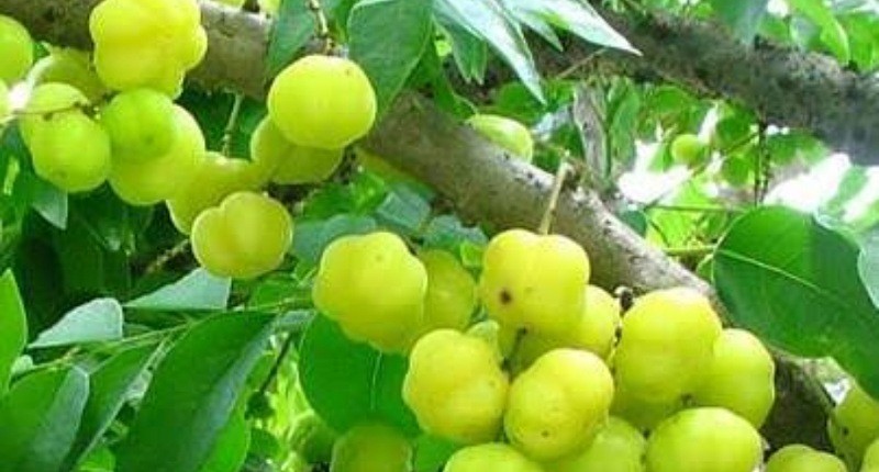 Mengenal Manfaat yang Tersembunyi dari Buah Cermai, Wajib Coba Sebelum Punah  