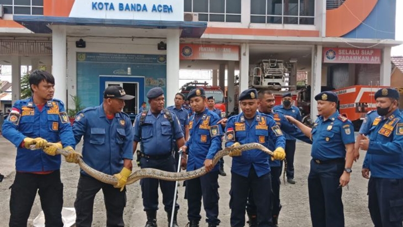 Ngeri, Ular Piton 4 Meter Muncul di Rumah Warga Banda Aceh