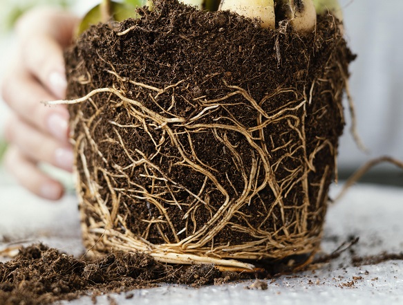 5 Fungsi Akar pada Tumbuhan dan Strukturnya Lengkap