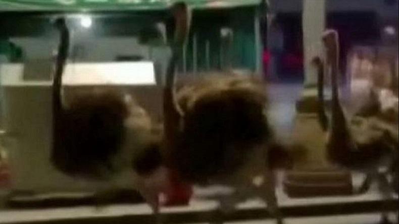 80 Ekor Burung Unta Kabur dari Peternakan, Bikin Heboh Pemakai Jalan