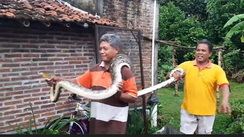 Ngeri, Ular Piton 3 Meter Mangsa Hewan Ternak di Perkampungan