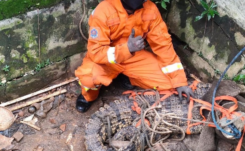 Kaget Temukan Buaya di Lahan Miliknya, Warga Kalimalang Lapor Damkar