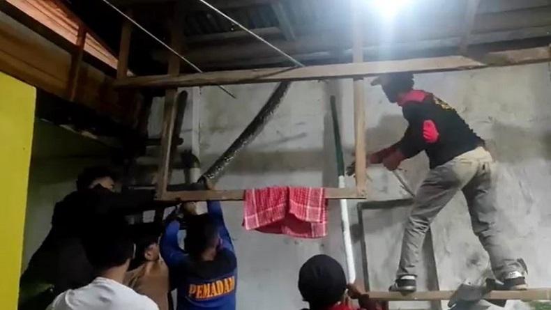 Muncul di Plafon Rumah, Ular Sanca Besar Gegerkan Warga di Pekalongan  