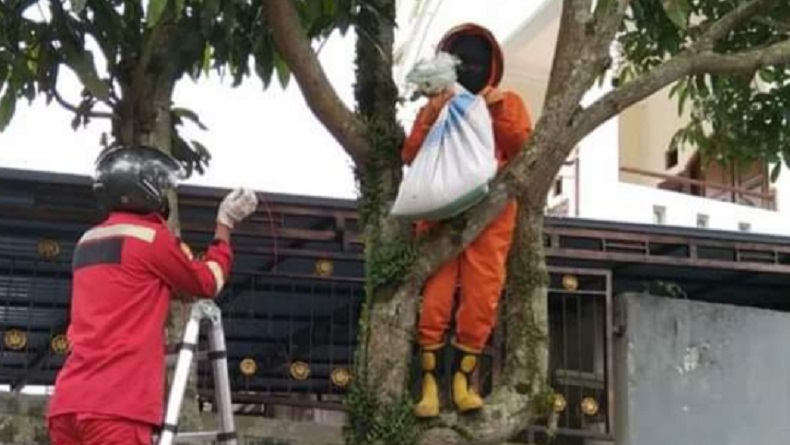 Resahkan Warga di Salatiga, Ratusan Lebah Apos Dorsata Dievakuasi  