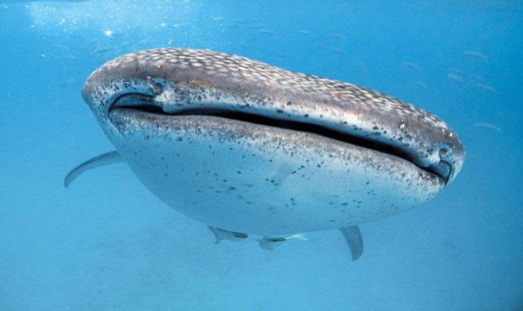 Sebelum Gempa Banten, Muncul Hewan Besar Ini di Pantai Citepus