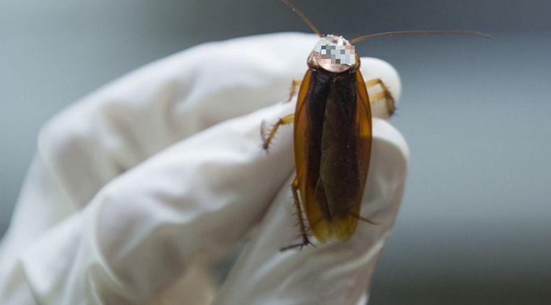 Waduh! Ingin Bunuh Seekor Kecoak, Pria Ini malah Ledakkan Rumahnya