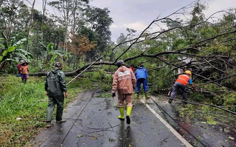  Angin Kencang Terjang Semarang, Sejumlah Rumah Rusak dan Pohon Tumbang