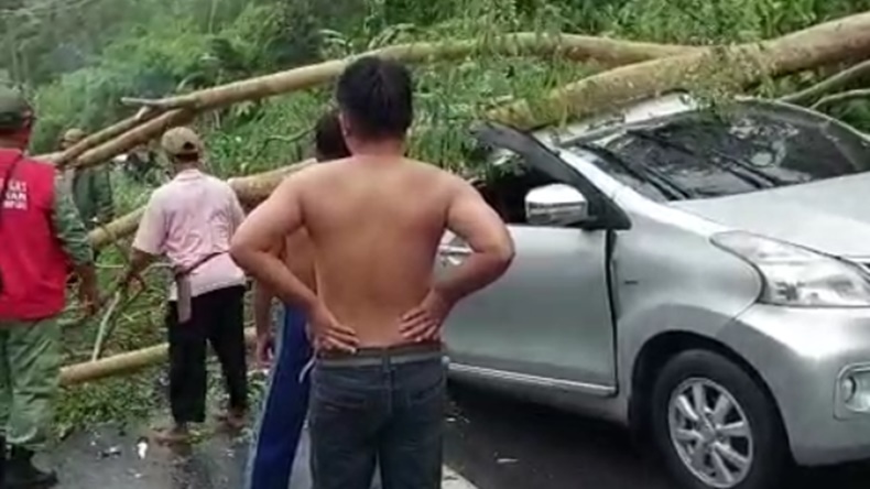 Mobil di Bandarlampung Ringsek Tertimpa Pohon Tumbang