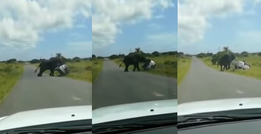 Viral Seekor Gajah Ngamuk di Jalan Dorong Mobil hingga Terbalik