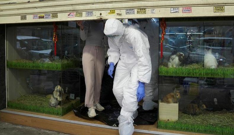  Hong Kong Akan Bantai Ribuan Hamster karena Covid, Warga Menentang
