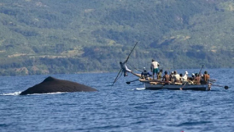 Tradisi Penangkapan Ikan Paus di Pulau Lembata NTT, Warisan Nenek Moyang Suku Lamalera