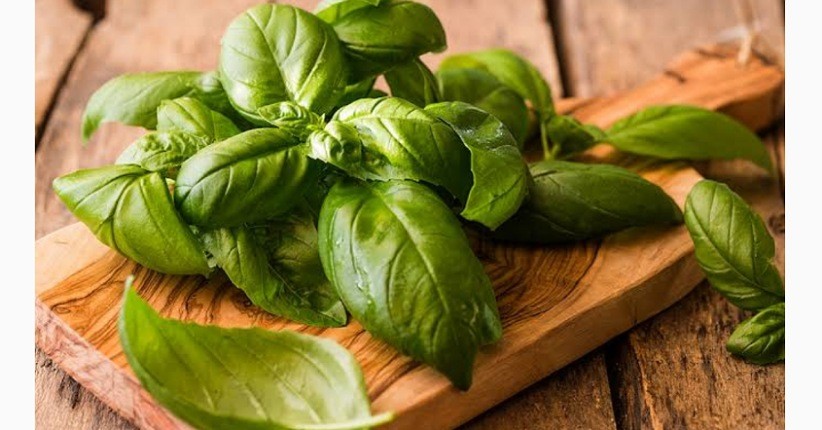 Mengenal 4 Daun Herbal yang Berkhasiat Atasi Kolesterol