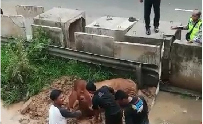 Lepas dari Kandang RPH, Seekor Sapi Ngamuk di Jalan Raya Perjuangan Bekasi