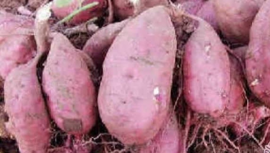 Manis dan Pulen, Ini 4 Manfaat Ubi Ungu bagi Kesehatan Tubuh