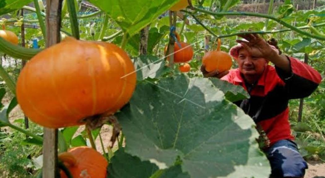 Enak Dijadikan Kolak, Labu Kuning Bisa Turunkan Berat Badan dan Cegah Bayi Lahir Cacat