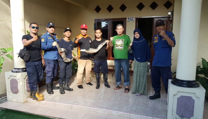 Dikira Suara Tikus, Ternyata Ada 2 Biawak Bersarang di Plafon Rumah selama Setahun