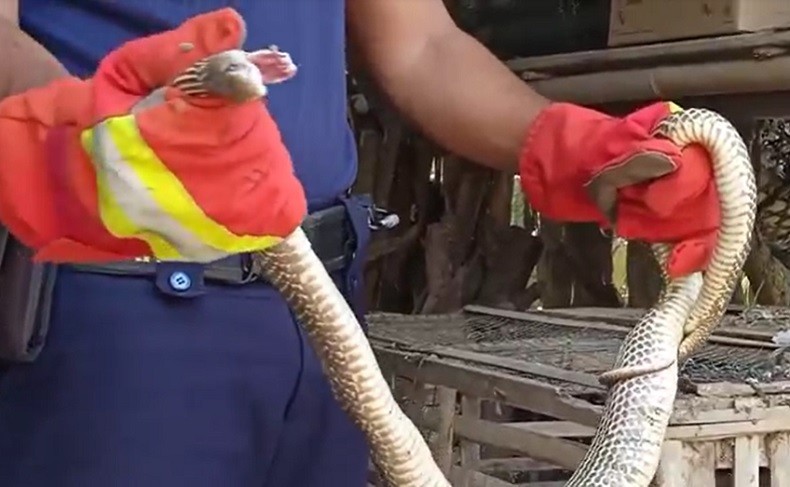 Ngeri, Ular Kobra Mangsa 2 Burung Warga di Bogor