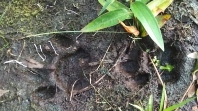 Jejak Harimau Gegerkan Warga Kampung Jawa Solok