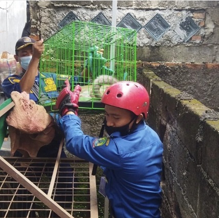 Serang Warga hingga Bunuh Kucing, Monyet Ganas di Bekasi Dievakuasi Damkar