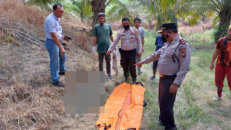 Pemilik Kebun Sawit Ditemukan Tewas Mengenaskan, Diduga Diserang Gajah