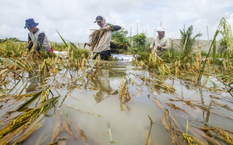 797 Hektare Tanaman Padi di OKU Timur Membusuk akibat Banjir