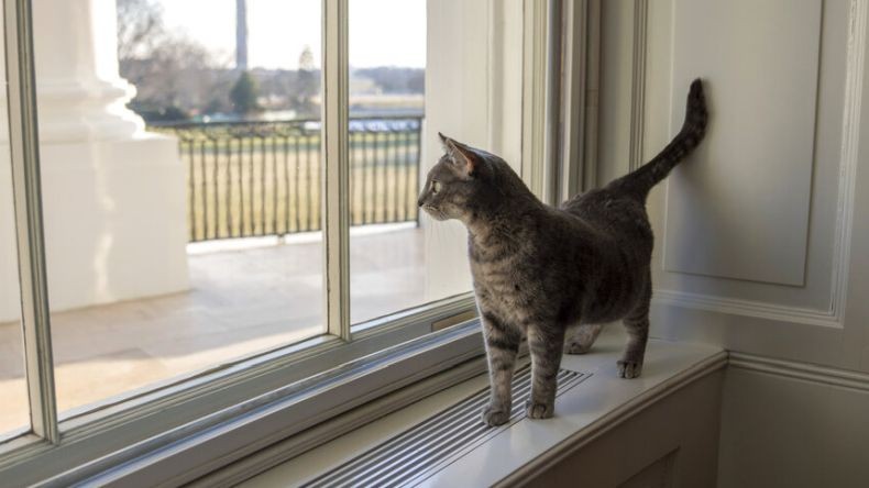 Kenalkan, Ini Willow Kucing Penghuni Gedung Putih yang Baru