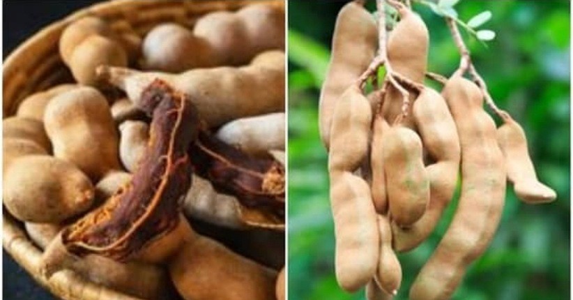 Terungkap, Ini 4 Manfaat Luar Biasa Asam Jawa yang Belum Diketahui Banyak Orang