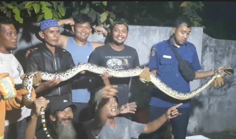 Ular Sanca 3 Meter Gegerkan Warga Kampung Plaosan Purworejo
