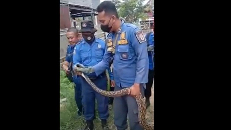 Warga Panik Temukan Ular Sepanjang 3 Meter Bertengger di Plafon Rumah