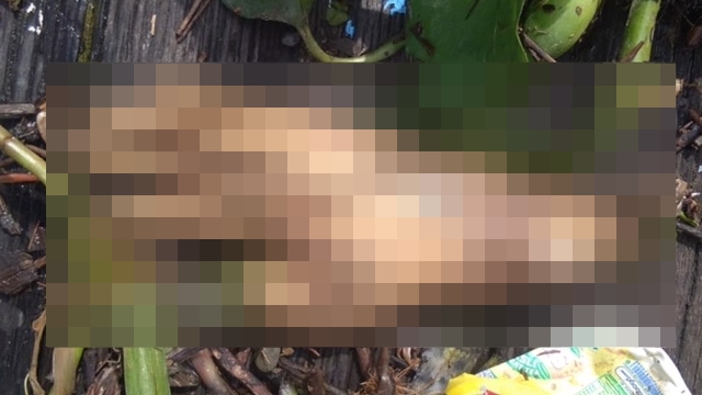 Samarinda Gempar, Potongan Tangan Gadis Perempuan Mengapung di Sungai Mahakam