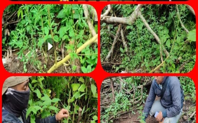 Polisi Temukan Tanaman Ganja di Kebun Warga OKU 