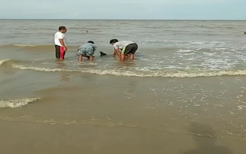Lumba-Lumba Terdampar di Pantai Batakan Baru Tanah Laut