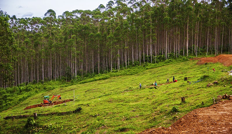 70 Persen Area Akan Jadi Hutan Tropis, IKN Berpotensi Menjadi Kota Karbon Netral