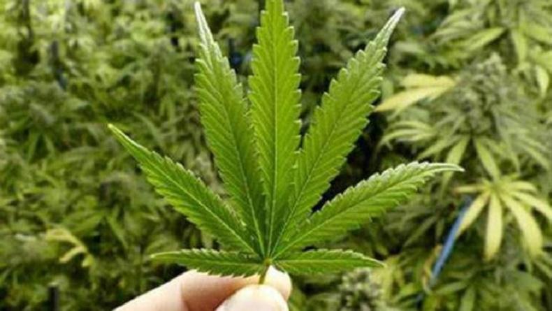 Ada-ada Saja, Pemuda di Bogor Tanam Ganja Supaya Lebih Hemat