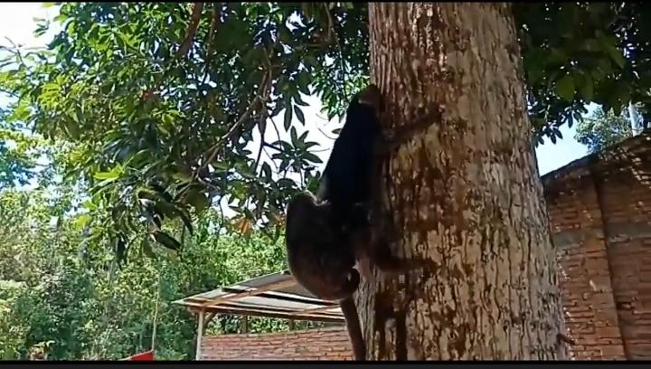 Cari Makan, Kuskus Masuk Permukiman Warga sambil Gendong Bayinya